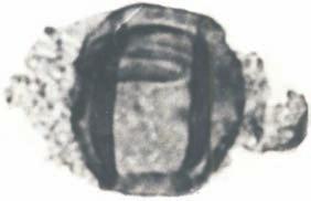 Biul.