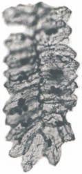 TABLICA