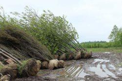 Kubota, co się drzewom kłania Autor: Anna Klimecka Data: 18 września 2019 https://www.