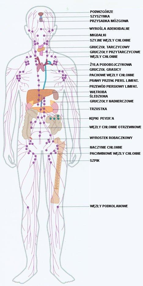 Elementy IS Narządy układu odpornościowego Joanna Kołodziejczyk
