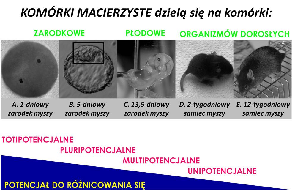 4 występują, wszystkie komórki macierzyste muszą wykazywać dwie właściwości, tzn. muszą być zdolne do samoodnawiania własnej populacji, a także do różnicowania się. Co to oznacza?