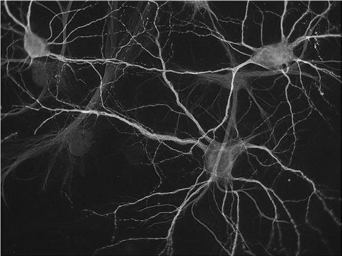 Komórki: komórki nerwowe (neurony) - sygnalizacja, neurosekrecja komórki neurogleju (glejowe) -