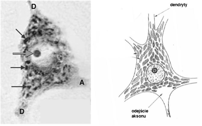 Kształt perykarionu ziarniste gwiaździste piramidowe gruszkowate Komórka nerwowa Organelle: ciałka