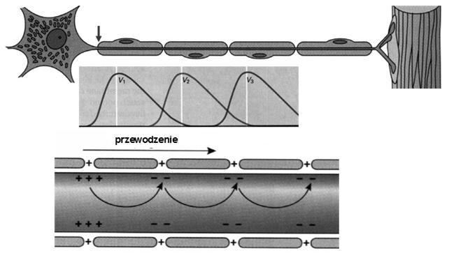 aksonu (aksolemie) liczne kanały sodowe otwierane zmianą potencjału Przewodzenie skokowe