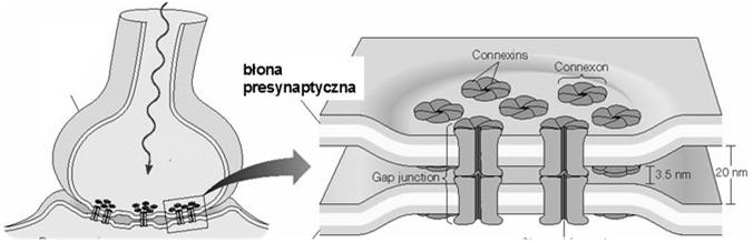Synapsy elektryczne to połączenia szczelinowe pomiędzy błoną pre- i postsynaptyczną
