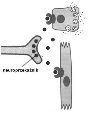 rzadkie - obecne w siatkówce i niektórych rejonach mózgu u niższych kręgowców i