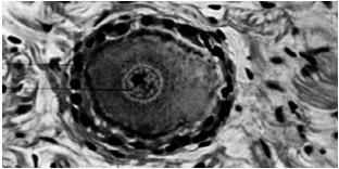 różnokształtne dobrze rozwinięte organelle