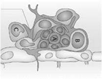 Bariera krew-mózg Składniki morfologiczne: komórki śródbłonkowe