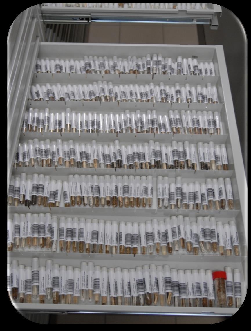 CYFRYZACJA I MODERNIZACJA Herbarium (materiały i zdj.