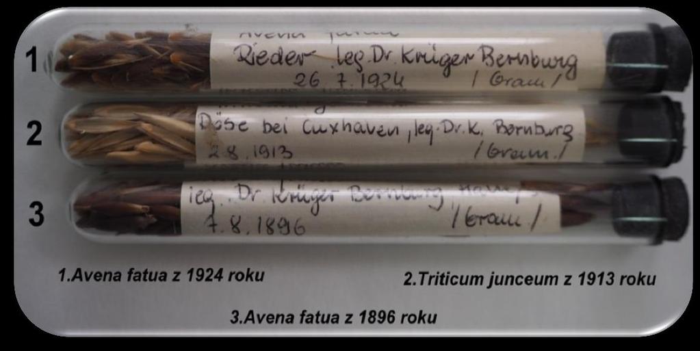 kwiatostanów oraz arkuszy zielnikowych - ponad 20 tysięcy obiektów).