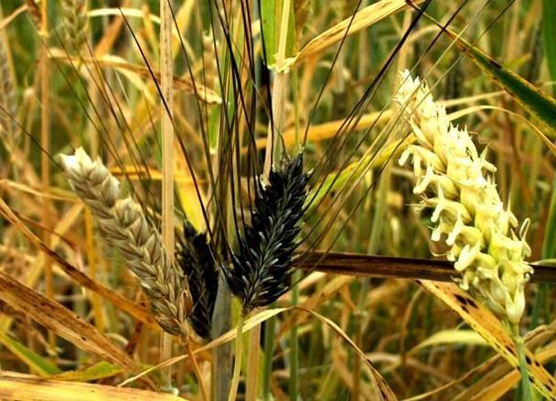 Biogospodarka <=> Bioróżnorodność AGROBANK => Strategia wykorzystania narodowych zasobów genowych =>