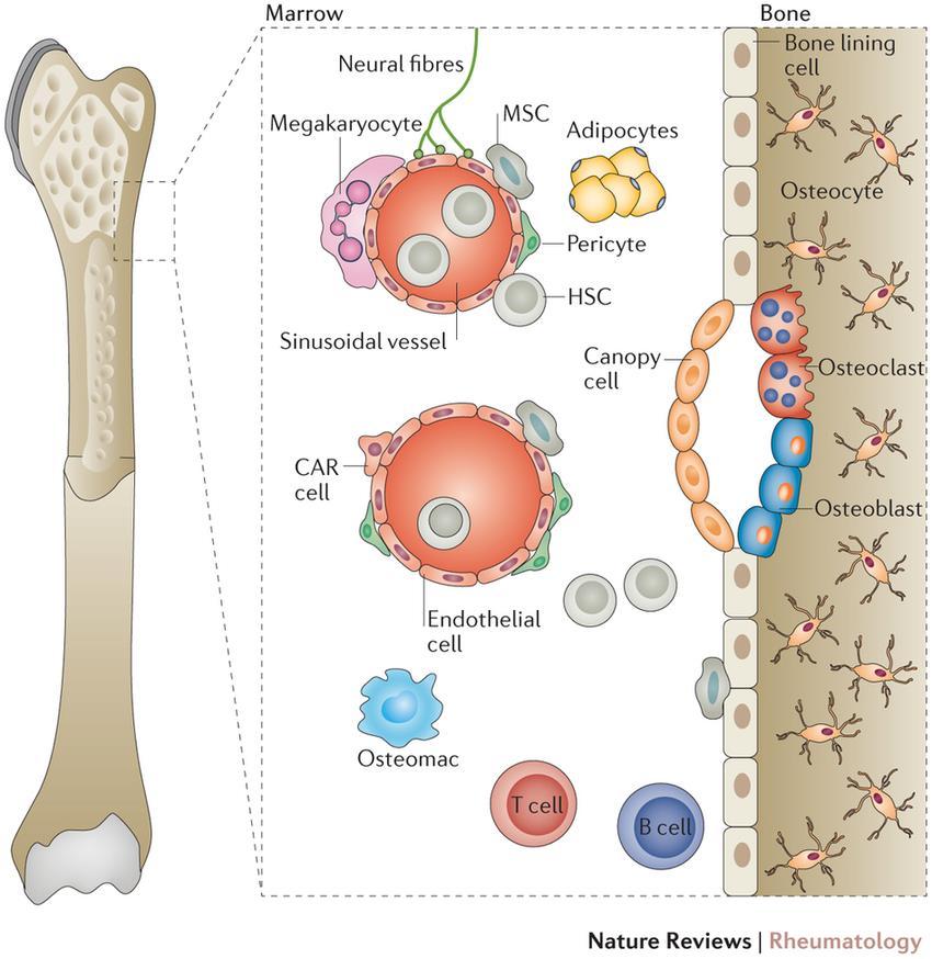 Szpik kostny Kość Włókna nerwowe Megakariocyt MSCs Adipocyty Osteocyt Perycyt HSCs Naczynie sinusoidalne Osteoklast Kom. CAR Osteoblast Kom. śródbłonka Makrofag Rycina 2.