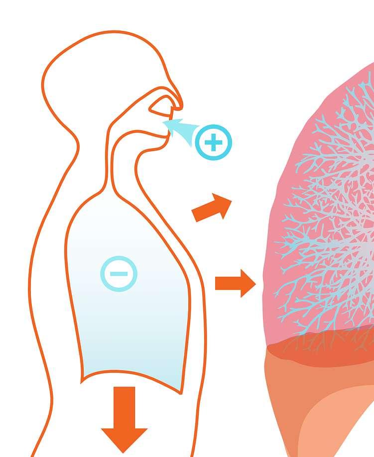 Alergie oddechowe astma (pyłki, roztocza, sierść)