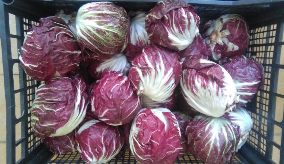 Cykoria sałatowa (radicchio) Czynniki doświadczenia: Kwasy organiczne: cytrynowy 1% cytrynowy 1% + askorbinowy 0,5 % Opakowania: KABART EFFEKT Tacki styropianowe Praca została wykonana w ramach