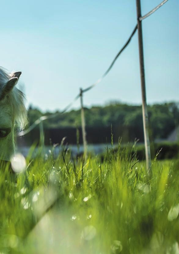 ZIOŁA I SUPLEMENTY Główne składniki naszych ziół i suplementów to w pełni naturalne komponenty, które są również wykorzystywane w przemyśle spożywczym i farmaceutycznym.