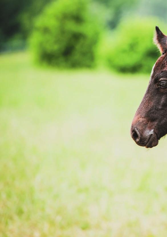 62 AKCJE PROMOCYJNE Dla klientów kompletujących większe zamówienia przewidzieliśmy upusty. progi darmowej wysyłki zaktualizowane informacje o tej formie promocji znajdują się na stronach www.
