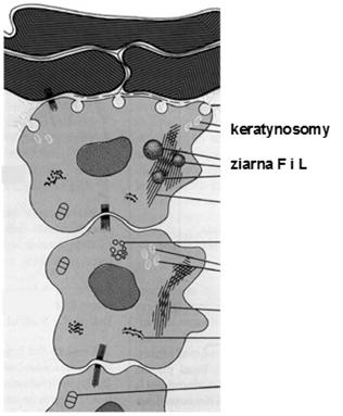 Warstwa ziarnista ziarna F (keratohialinowe) filagryna ziarna L