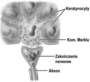 melaniny) przekazują ziarna melaniny keratynocytom warstwy