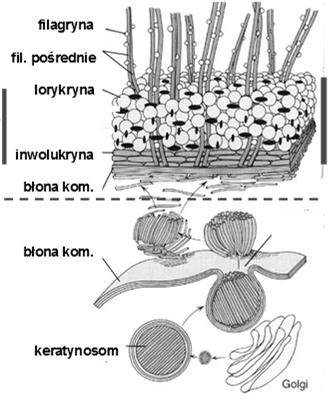 Warstwa zrogowaciała: martwe, sztywne płytki (korneocyty)