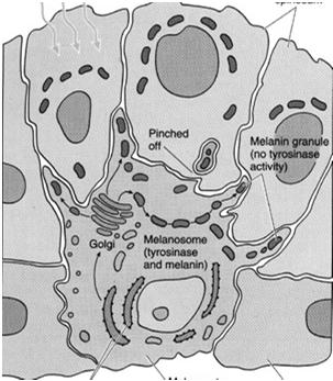 otoczką zrogowaciałą (błona komórkowa + podbłonowa warstwa białek)
