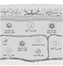 Komórki uczestniczące w procesach obronnych: keratynocyty komórki Langerhansa limfocyty T i NK makrofagi