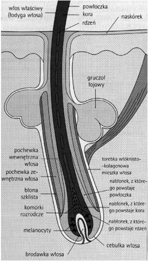 B). Część limfocytów T pamięci pozostaje w warstwie kolczystej naskórka jako tzw.