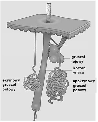 włosa Gruczoły skóry ekrynowe (merokrynowe) gruczoły potowe apokrynowe gruczoły