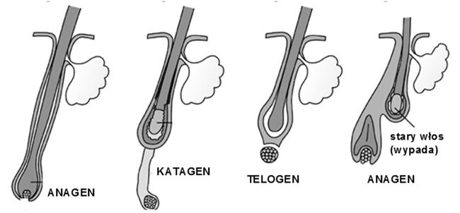 nowy włos rośnie, stary wypada Typy korzeni włosów pierwotne: grubsze, obecny