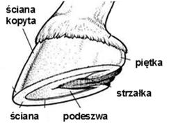 blaszkowate wpuklenia skóry właściwej w żywe warstwy naskórka warstwa