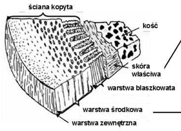 róg rurkowy korneocyty ułożone z formie rurek równoległych do powierzchni