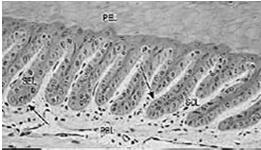 Racice mają podobną budowę histologiczną do kopyt,