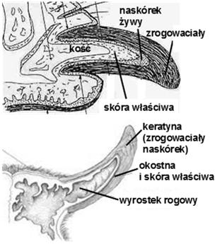 nierozgałęzione Pazury zawdzięczają swoją ostrość i