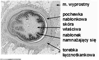 długiej brodawki włosa) pióro jest zrogowaciałym