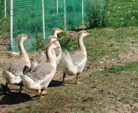 A better understanding of the skeletal system function in poultry is important to poultry breeding.