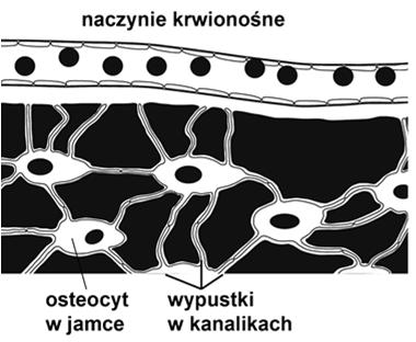 śródkostnej i kanałach naczyniowych Osteocyty spłaszczone duże jądro cienkie wypustki połączone połączeniami szczelinowymi