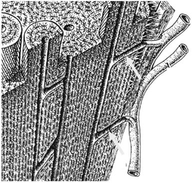 (czasem) - komórki osteogenne - nieaktywne osteoblasty i