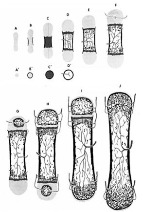 Jako pierwsza powstaje kość grubowłóknista (plecionkowata) o nieregularnym układzie włókien