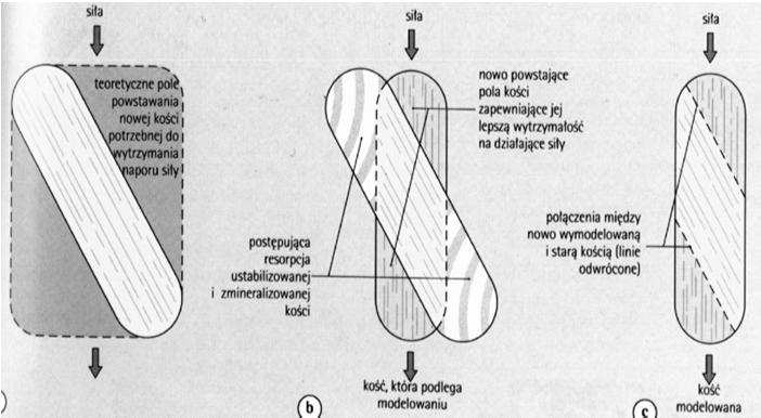 przekształcają w chondrocyty chondrocyty intensywnie się dzielą (wzrost