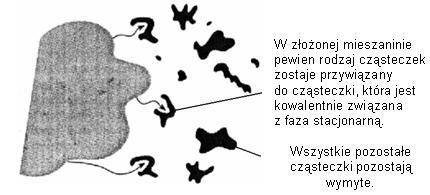 przeciwnie naładowanymi grupami związków, które mają zostać zatrzymane przez nośnik.