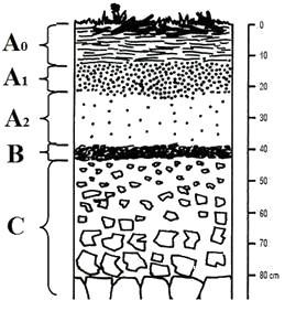 Zadanie 1. Na profilu glebowym literą B oznaczono poziom próchniczny. wymywania. wmywania.