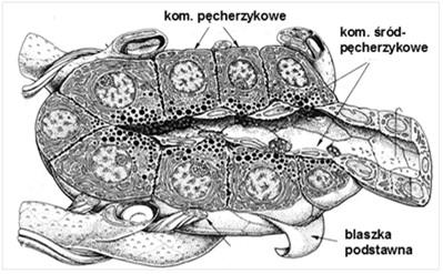 Paciniego Część zewnątrzwydzielniczą stanowi zwarty