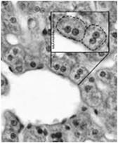 metabolizm lipidów (synteza cholesterolu i fosfolipidów)