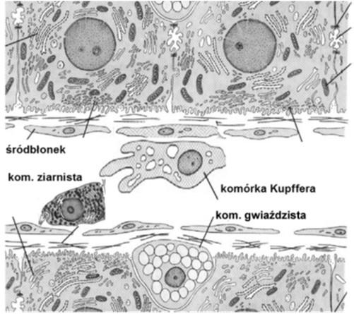 kom. ziarnista Komórki związane ze ścianą zatok wątrobowych: