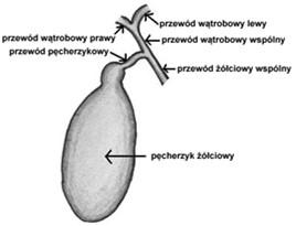 Komórki owalne to komórki macierzyste wątroby: mogą się namnażać i