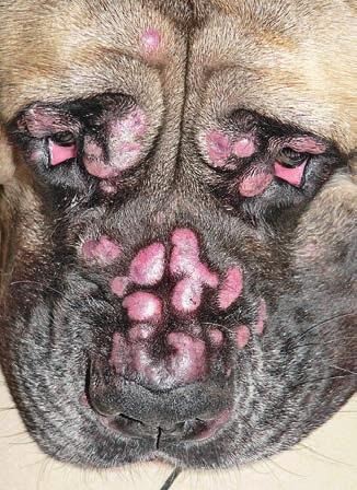 Ryc. 1. Obraz cytologiczny materiału pobranego ze zmian zlokalizowanych na skórze u psa widoczna mieszana populacja histiocytów, limfocytów i nielicznych neutrofili, widoczne są też krople tłuszczu.