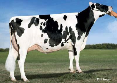 +860 Tłuszcz +87 +0.15% Cheese Merit $ +933 Białko +47 +0.04% Grazing Merit $ +866 Kom. Somat. 2.70 74%R Długość ciąży -2 Płod. buh +2.8 Długow. +7.5 72%R Żywotność +3.3 67% Rel Płod. Córek +2.