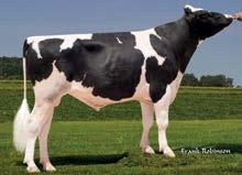 x Super cena: 180 zł Ojciec: Zahbulls Alta1stclass-ET Matka: Farnear-Tbr-Bh Gabrielle-ET Ojciec Matki: De-Su Bkm Mccutchen 1174-ET TY Matka Matki: B-Enterprise Super Gigi-ET VG-88 04-02 2x 350d