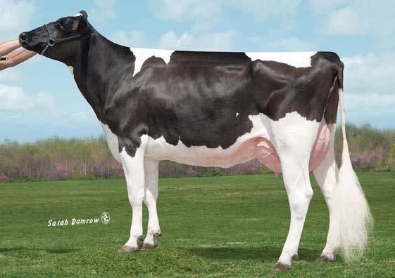2% 64%R 1 Full sister: Farnear Gabrielle Gabby-ET 04/2019 OCENA POKROJU TPI +2310 TYP +3.02 78% IW+3.53 INR+1.10 BSC +1.49 0 D 0 H +3.35 Wysoki +1.36 Mocna Głębokość Ciała +1.40 Głęboka +1.