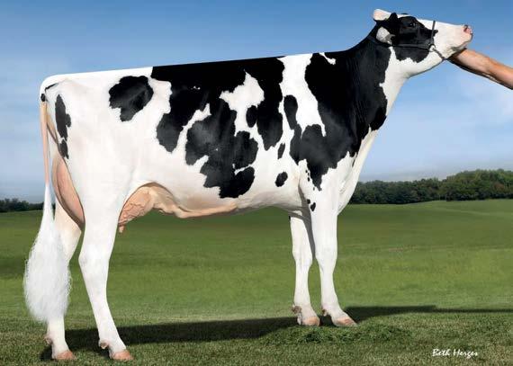9 1341p 04/2019 OCENA NA CÓRKACH NM$ +134 Mleko +679 92%R Fluid Merit $ +165 Tłuszcz +13-0.04% Cheese Merit $ +121 Białko +10-0.04% Grazing Merit $ +135 Kom. Somat. 2.84 89%R Długość ciąży +0 Płod.