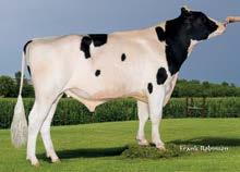 cena: 40 zł Ojciec: Badger-Bluff Fanny Freddie TY Matka: Welcome Boliver Grande EX-90 01-11 3x 365d 34420m 3.8 1298f 3.
